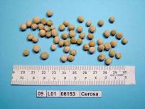Click for 4 image(s) for this accession. Image